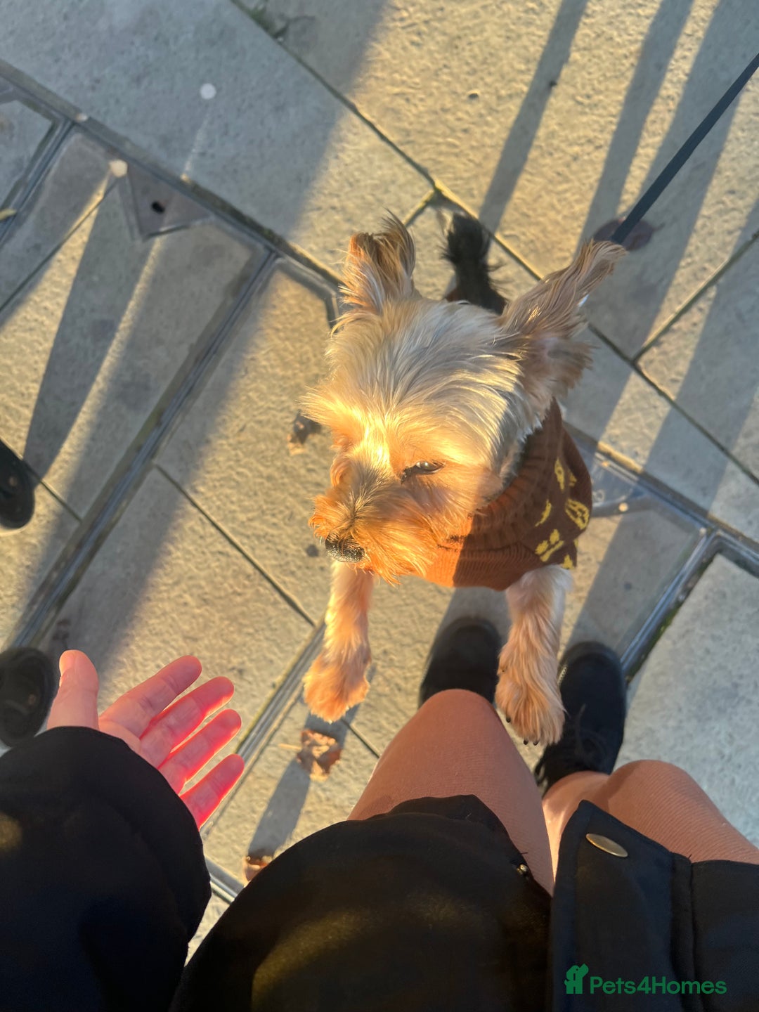 Yorkshire Terrier dogs for sale: Yorkshire terrier  - Advert 12