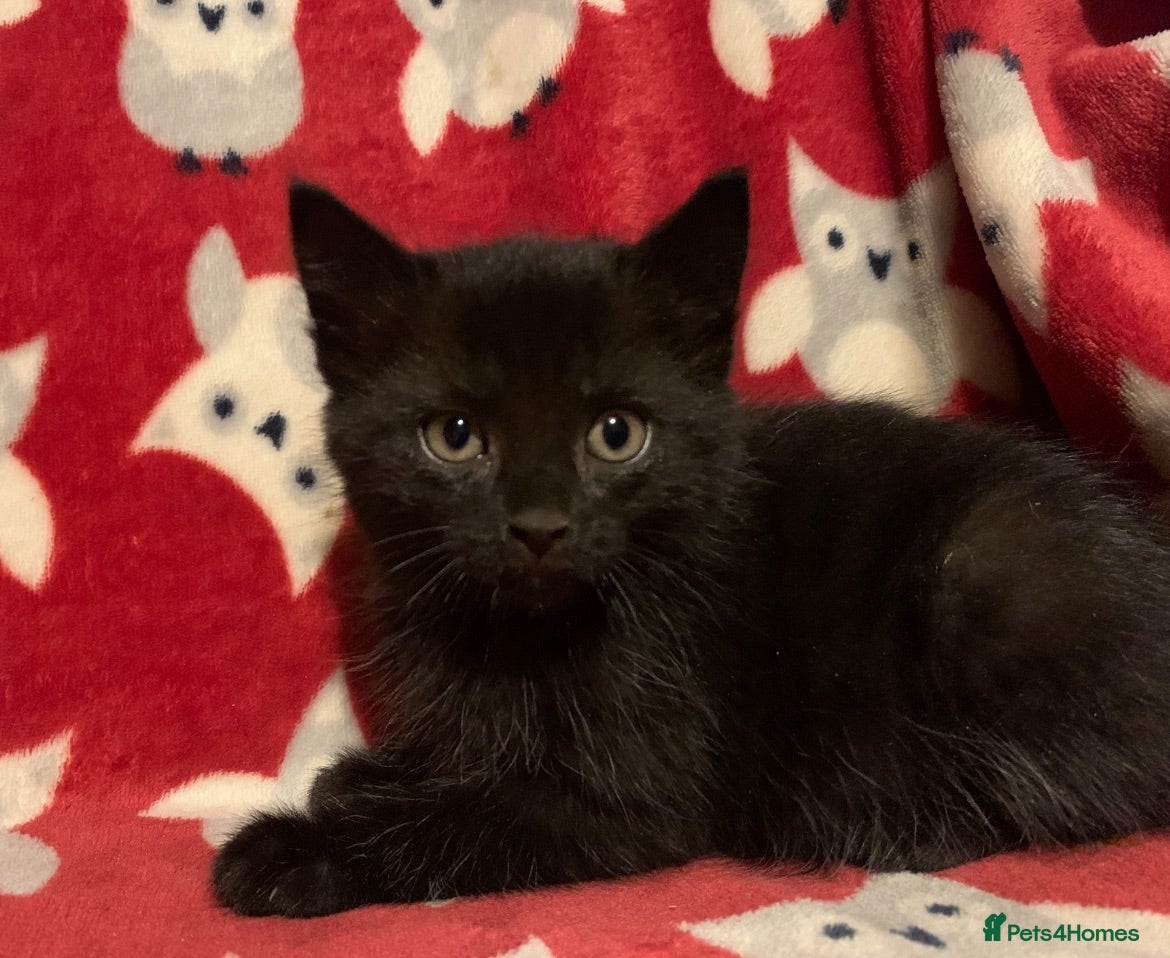 Mixed Breed cats Gorgeous kittens  - Advert 11