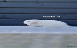 Mini Lop rabbits for sale: Gorgeous mini lop rabbits ready now  - Image 6