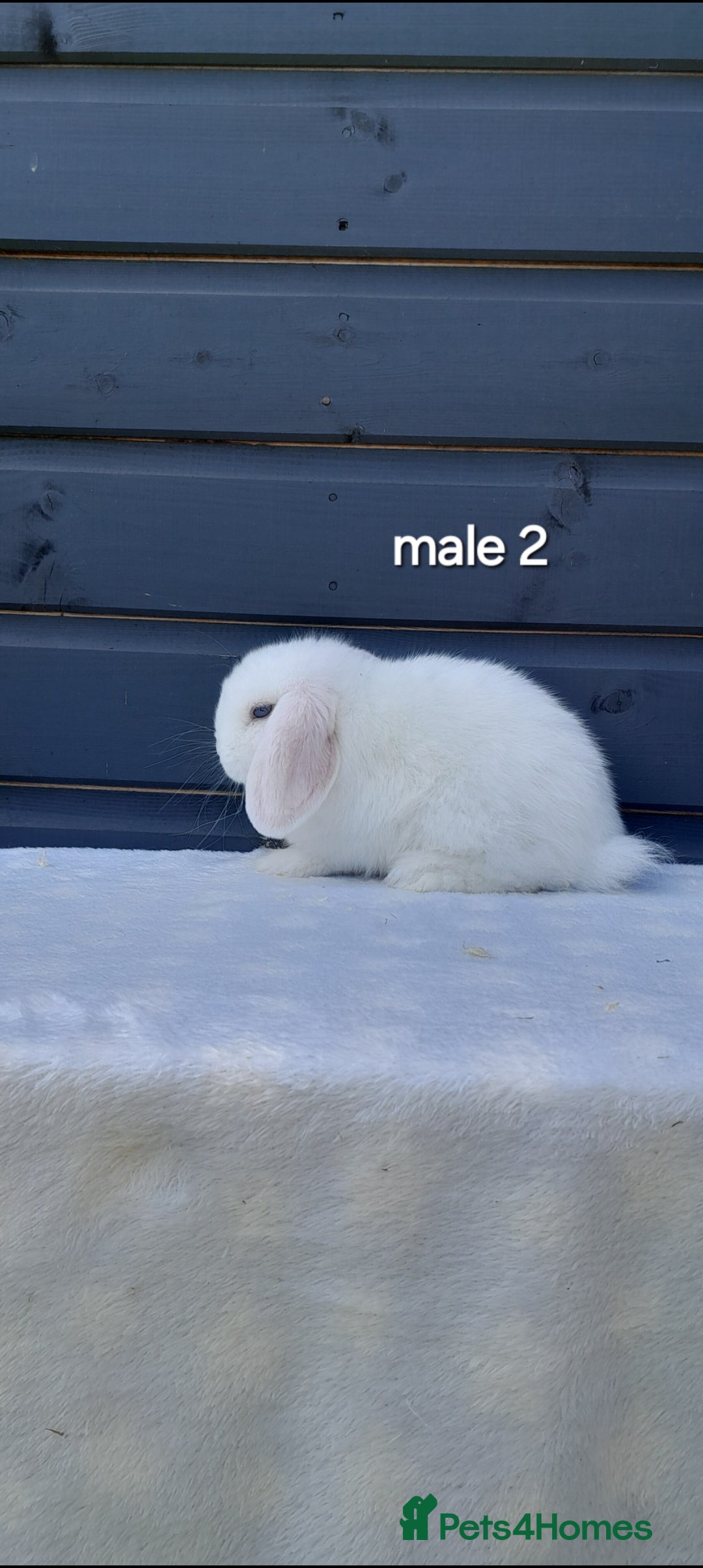Mini Lop rabbits for sale: Gorgeous mini lop rabbits ready now  - Image 6