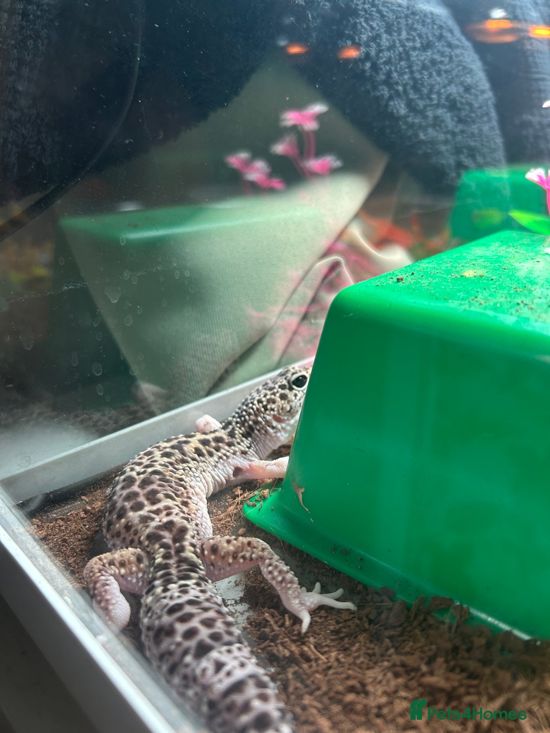 Gecko reptiles for sale: Juvenile snow Leopard geko - Image 2