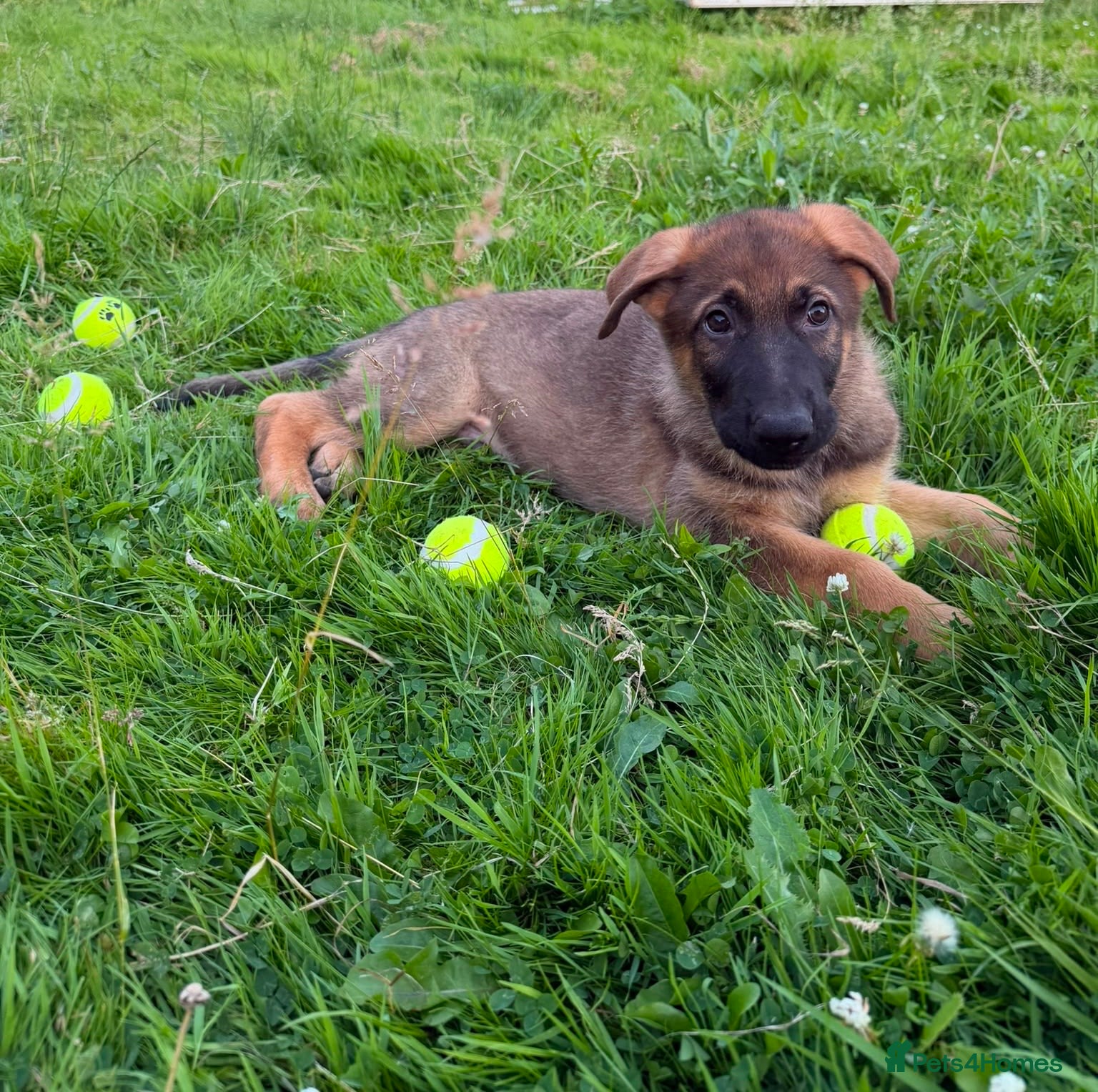 German Shepherd dogs Beautiful German Shepherd Pups  - Advert 2