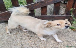 Mixed Breed dogs for adoption: Senior rescue Buddy is looking for a second chance - Image 3