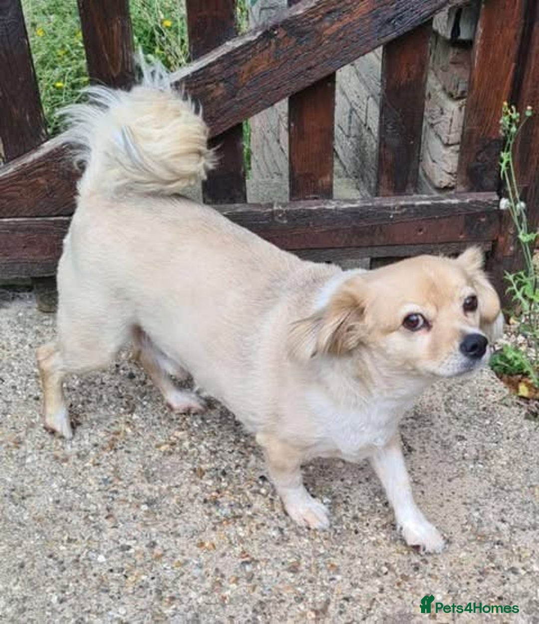 Mixed Breed dogs for adoption: Senior rescue Buddy is looking for a second chance - Image 3
