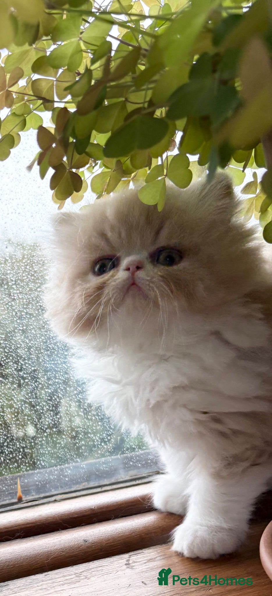 Exotic cats 4 Exotic Kittens  - Advert 1