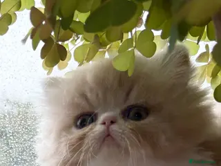 Exotic cats 4 Exotic Kittens - Advert 10