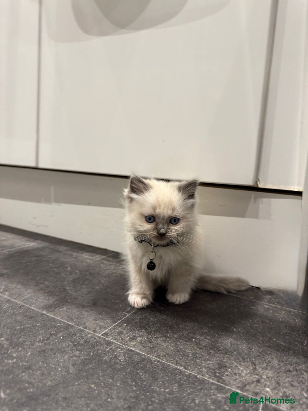 Ragdoll cats for sale: Adorable Pure Ragdoll Kittens - Advert 22