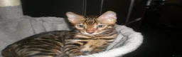 Bengal cats for sale: 5 Beautiful Bengal Kittens - Advert 16