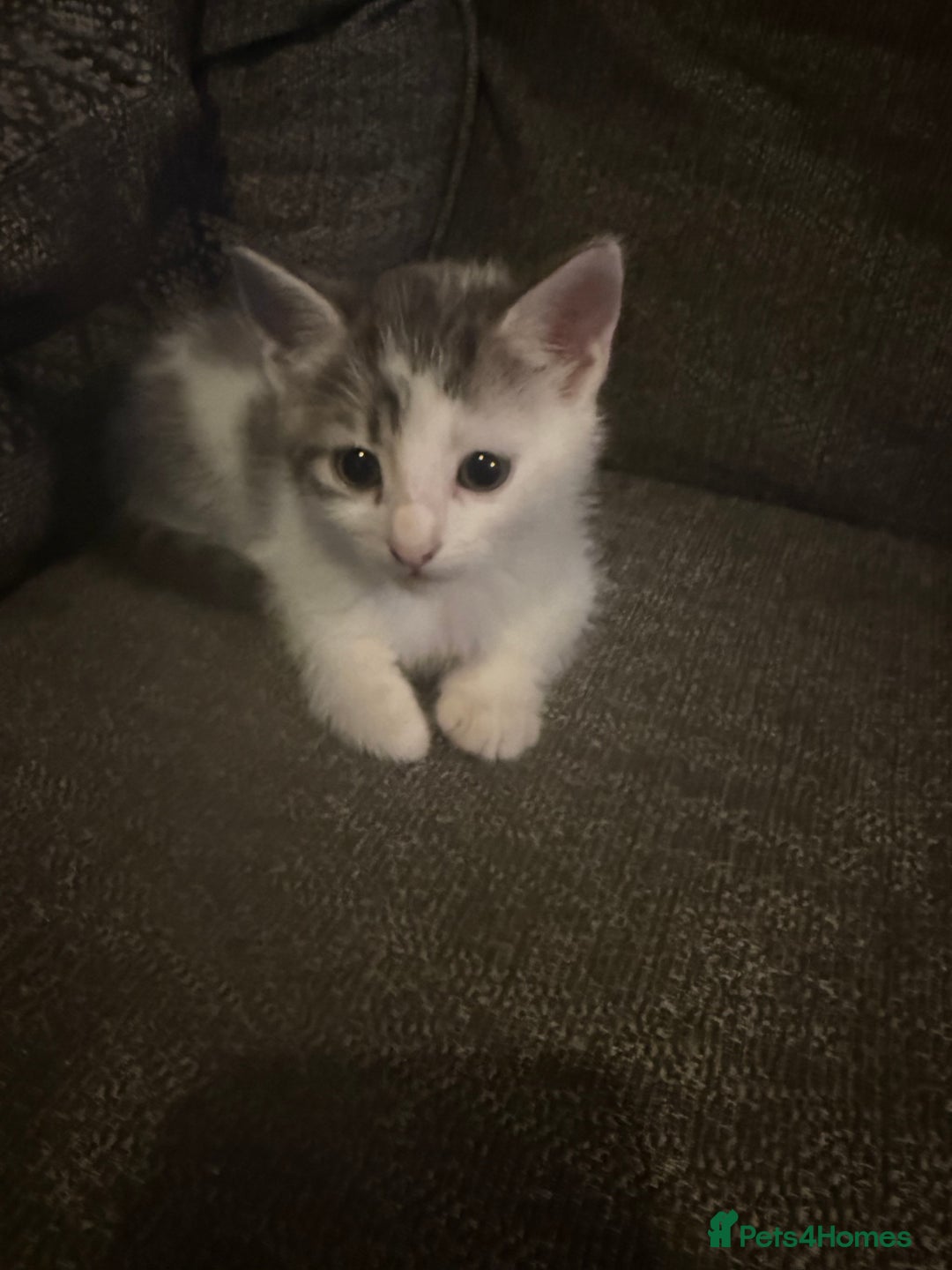 Mixed Breed cats for sale: 3 male kittens  - Advert 6