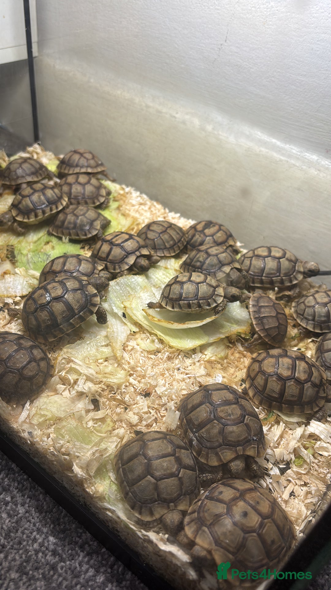 Tortoise reptiles for sale: Tortoise - Advert 1