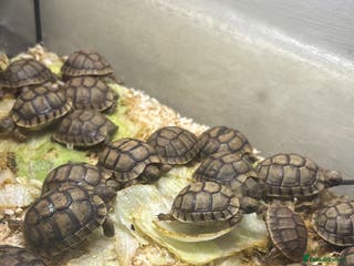 Tortoise reptiles Tortoise - Advert 4