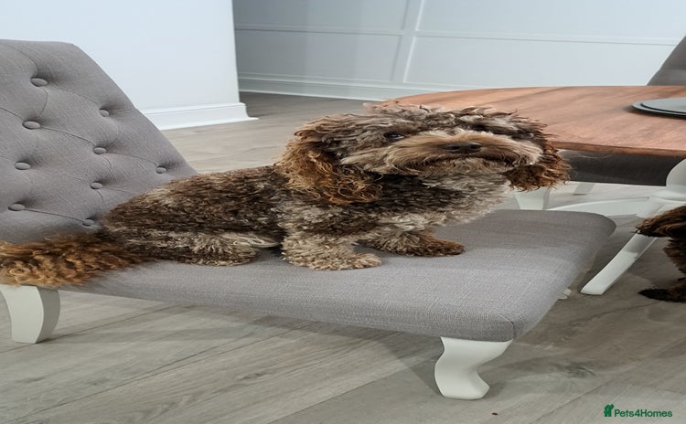 Poodle dogs in Bristol - Advert 2