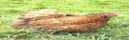 Chickens poultry for sale: POL Chickens stunning Purebreeds for sale in Callington - Advert 10