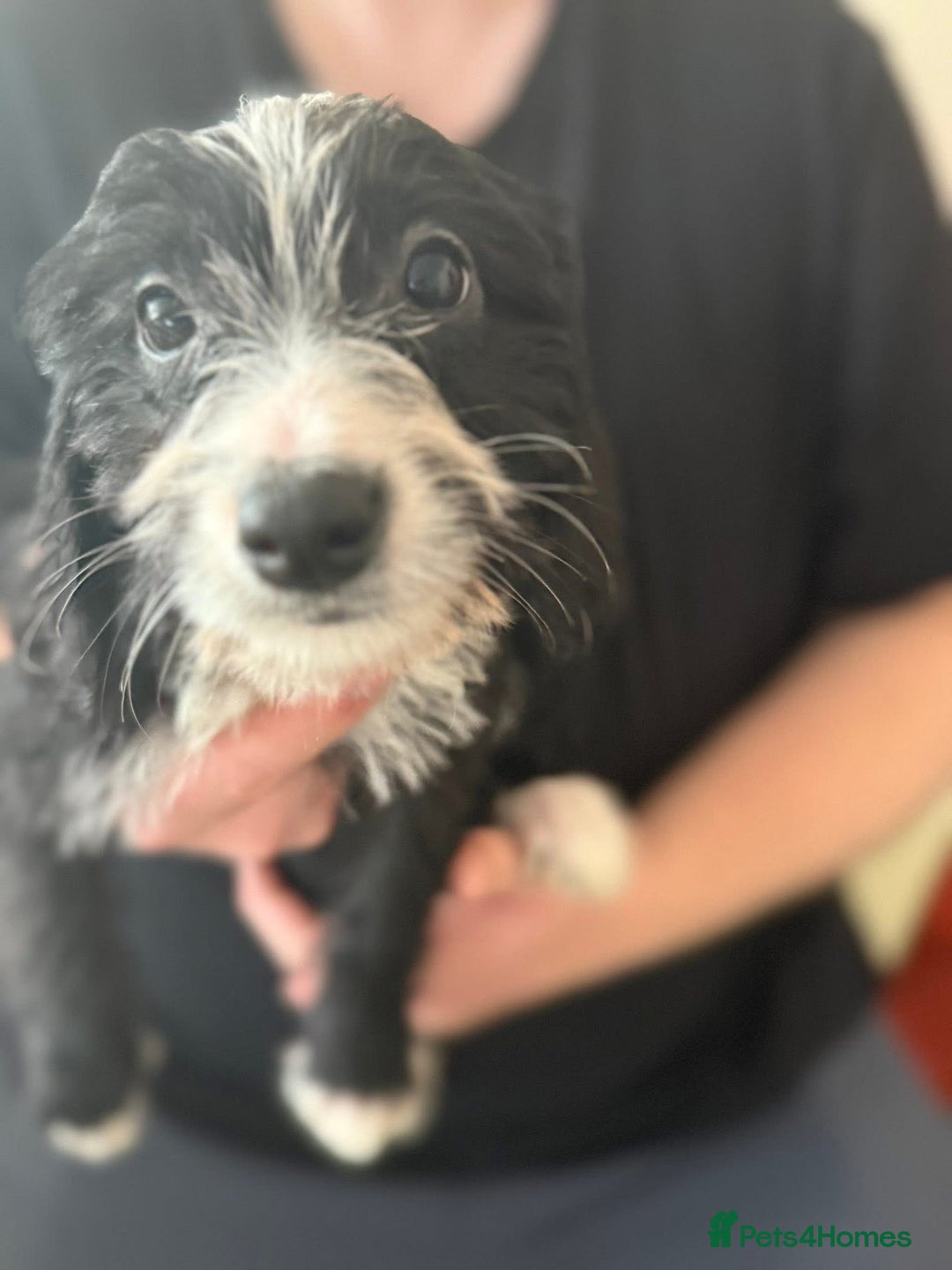 Mixed Breed dogs for sale: 5 gorgeous bordoodleXpatterspaniel - Image 5
