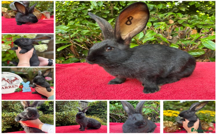Continental Giant rabbits - Advert 4