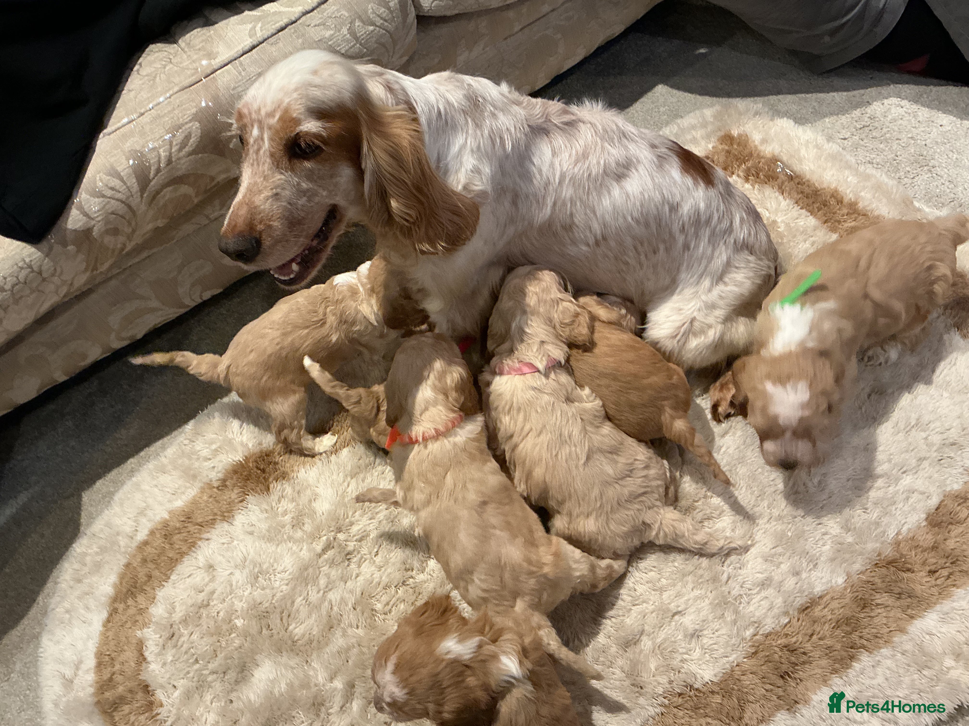 Cockapoo dogs Beautiful little F1 Cockapoo puppies  - Advert 4