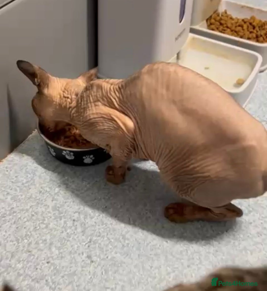 Sphynx cats for sale: Canadian sphynx male 3 years old looking new home - Advert 4