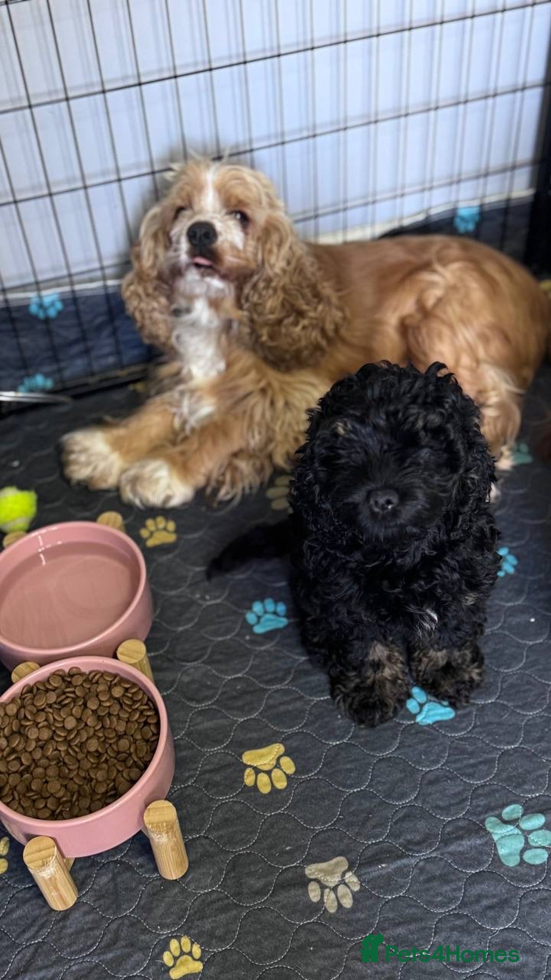 Cockapoo dogs for sale: Gorgeous 3-Month-Old F1 American Cockapoo Girl - Advert 8