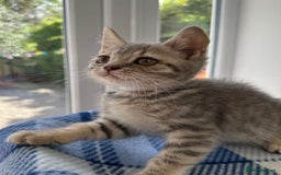 British Shorthair cats for sale: Purebred British Shorthair Grey Stripe Kittens - Image 27
