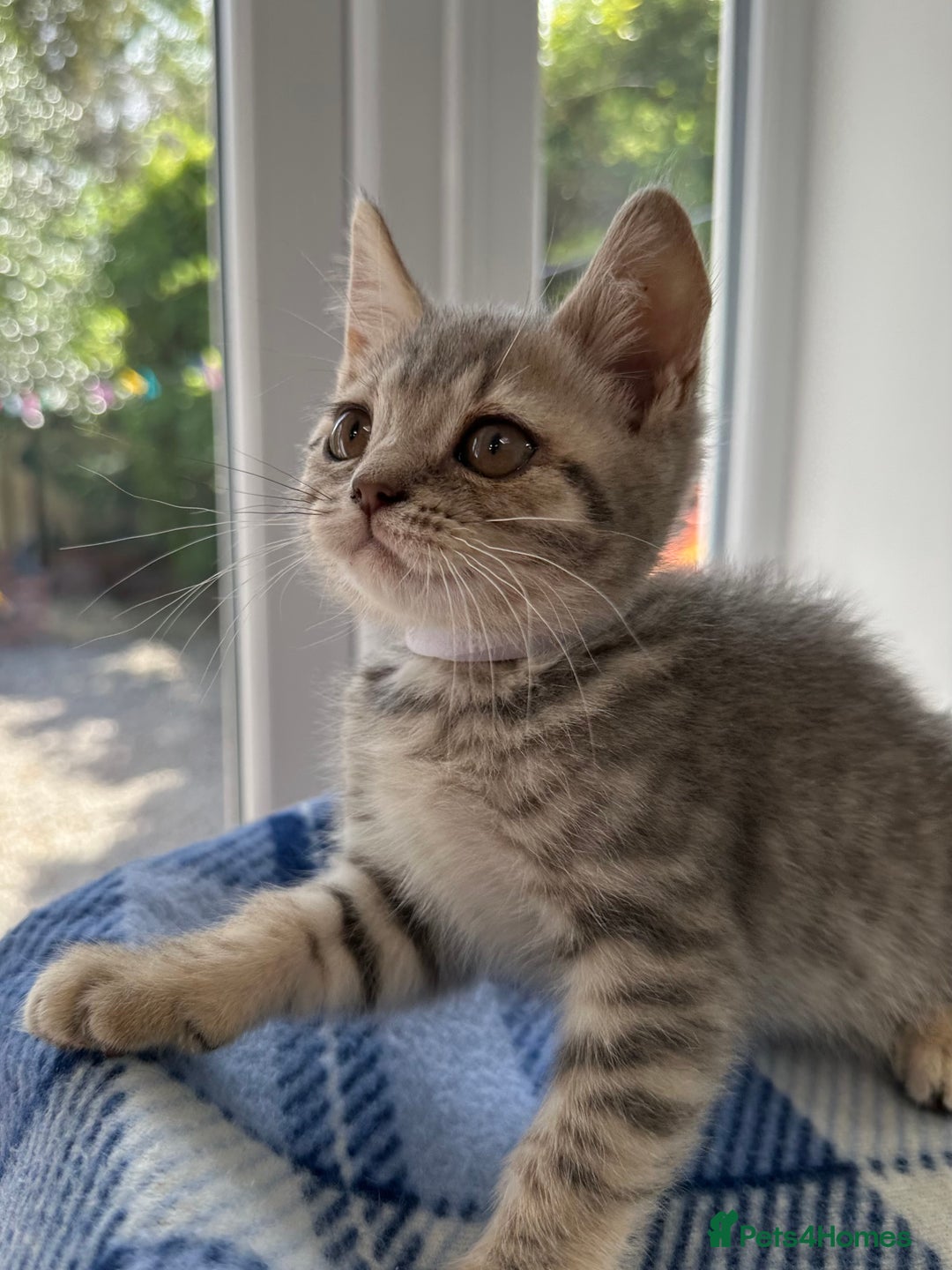 British Shorthair cats for sale: Purebred British Shorthair Grey Stripe Kittens - Image 27