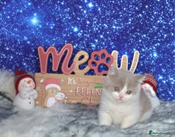 British Shorthair cats Tica registered British Shorthair kittens - Advert 1