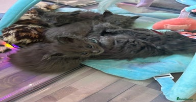 Maine Coon cats - Advert 10