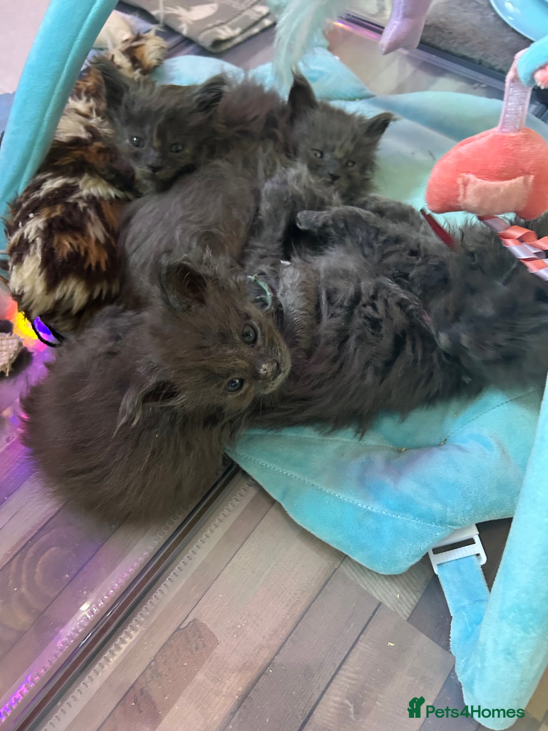 Maine Coon cats for sale: Beautiful GCCF reg Mainecoon kittens available  - Image 3