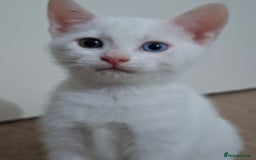 British Shorthair cats for sale: Kittens for sale  - Image 3