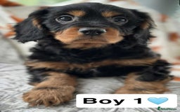 Cavalier King Charles Spaniel dogs for sale: Stunning DNA CLEAR Cavalier Pups - Image 4