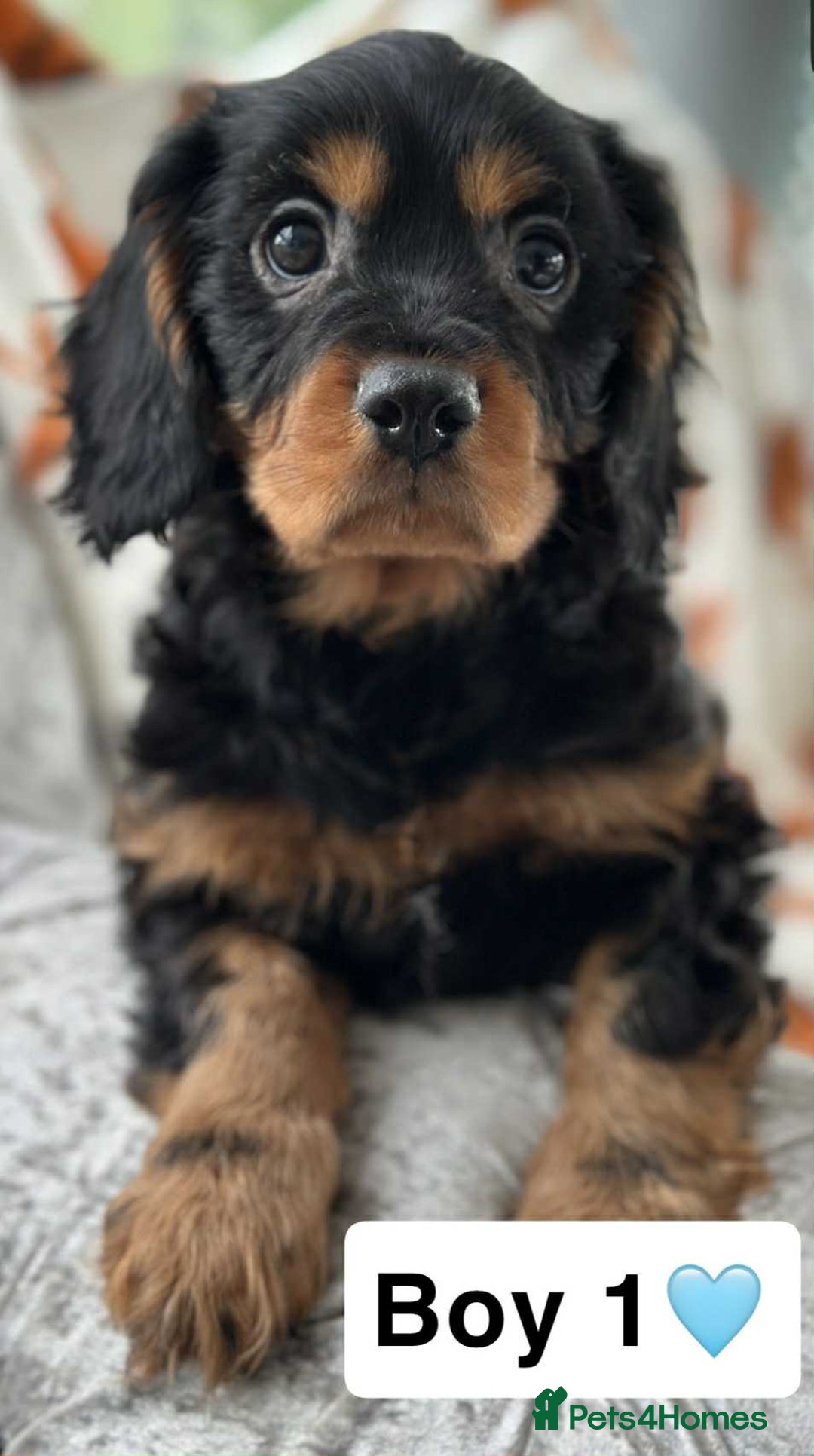 Cavalier King Charles Spaniel dogs for sale: Stunning DNA CLEAR Cavalier Pups - Image 4