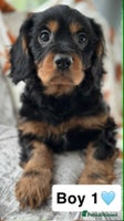 Cavalier King Charles Spaniel dogs - Advert 1