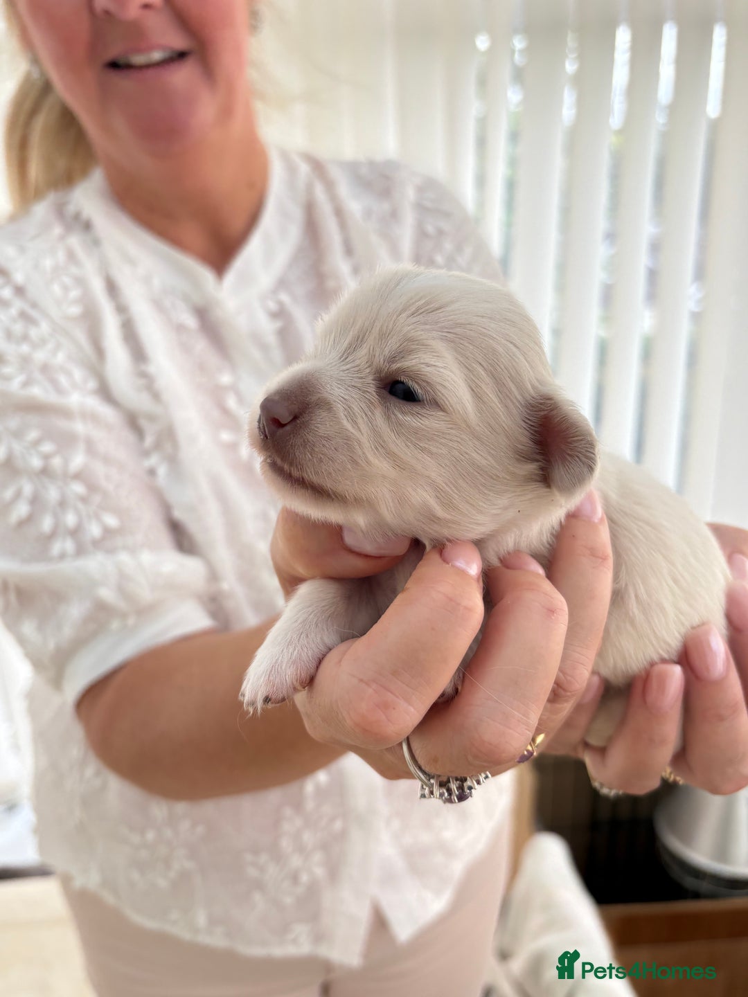 Mixed Breed dogs for sale: Chiweenie Long Haired Pups (Dachshund x Chihuahua) - Image 3