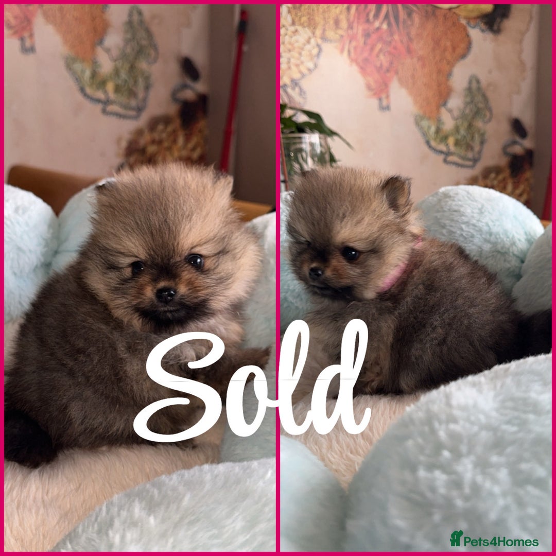 Pomeranian dogs for sale: Pomeranian puppies  in Ebbw Vale - Image 6