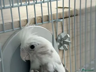 Cockatiels birds Beautiful cockatiel for Sale - Advert 13