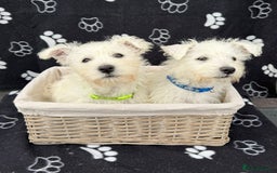 West Highland Terrier dogs for sale: West White Highland Terrier - KC registered  - Image 1