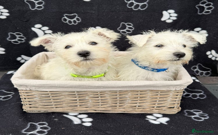 West Highland Terrier dogs - Advert 1