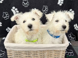 West Highland Terrier dogs - Advert 2