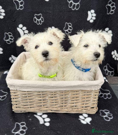 West Highland Terrier dogs - Advert 1