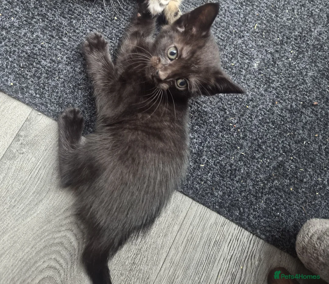 Mixed Breed cats for sale: Two kittens for sale  in Tamworth - Advert 2