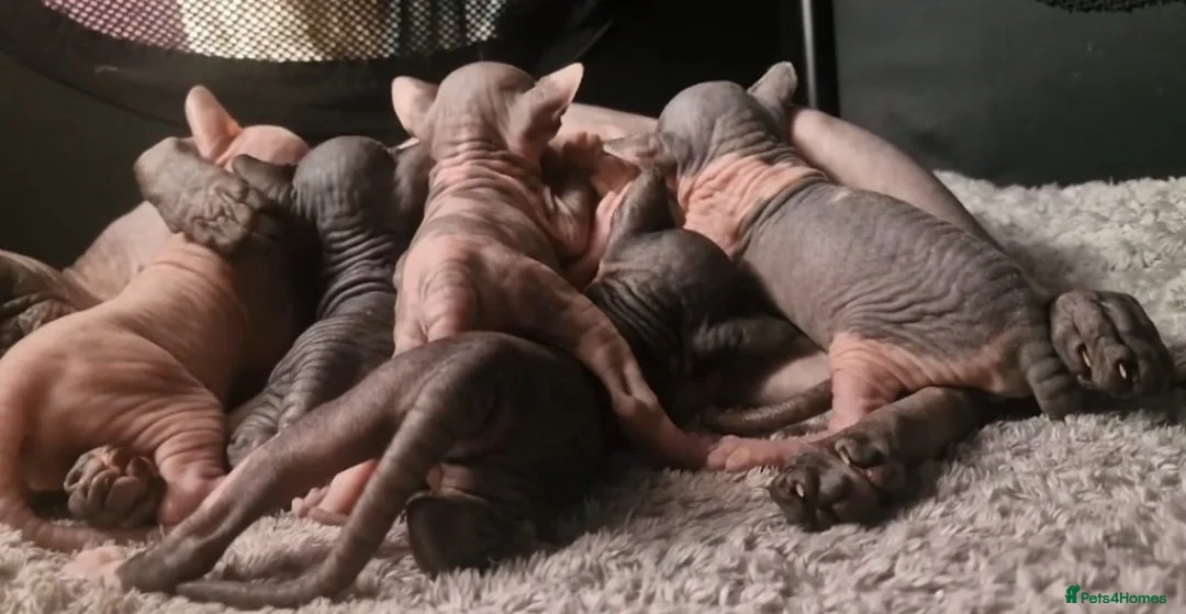 Sphynx cats for sale: Stunning Sphynx Kittens – Ready Now🩷🩵 - Advert 2