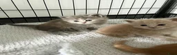 Maine Coon cats for sale: Maine Coon X BSH Kittens - Advert 15
