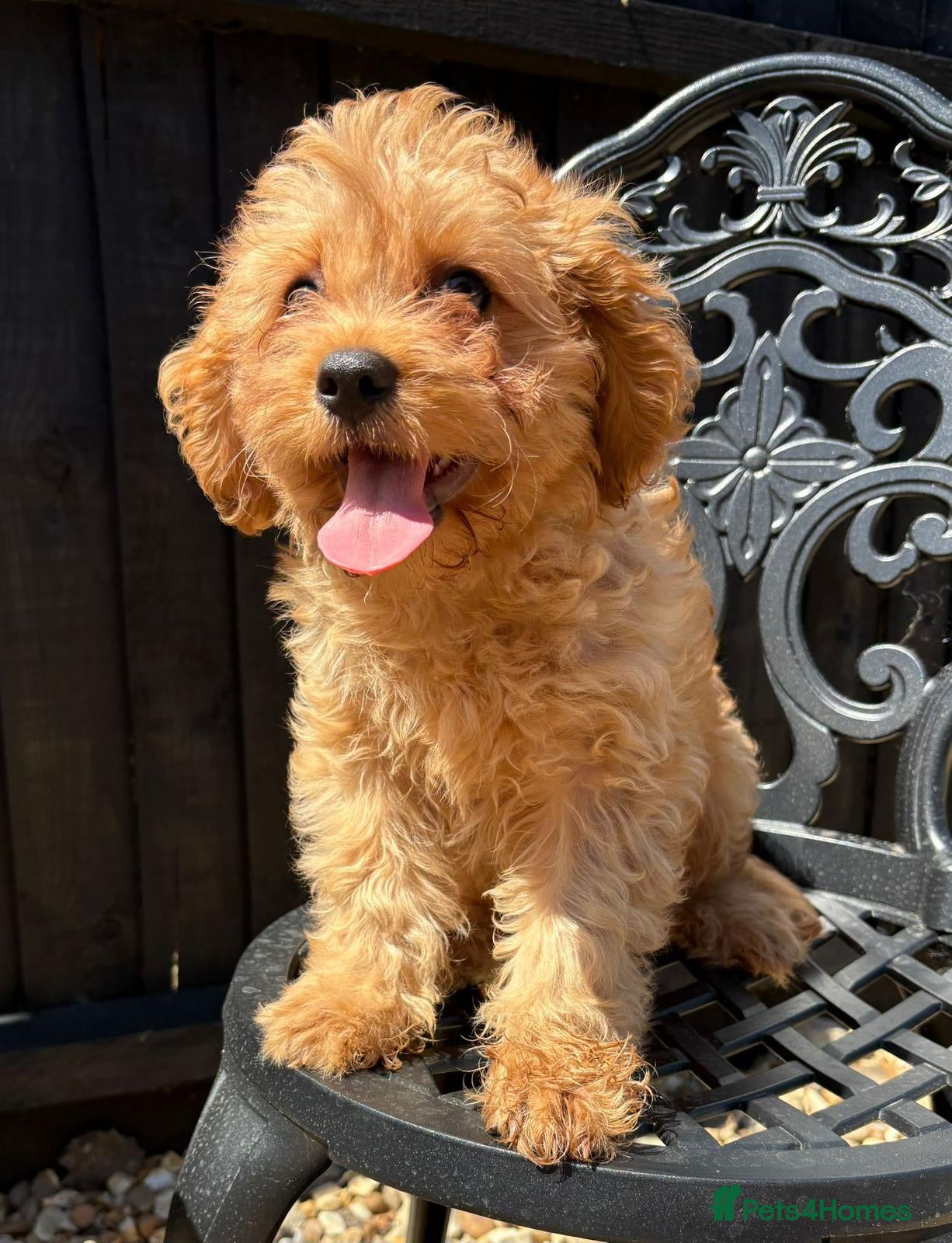 Cavapoo dogs REDUCED Beautiful f1 cavapoo puppy - Advert 2