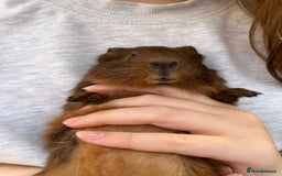 Guinea Pig rodents for sale: Baby Guinea pig boy  - Image 2