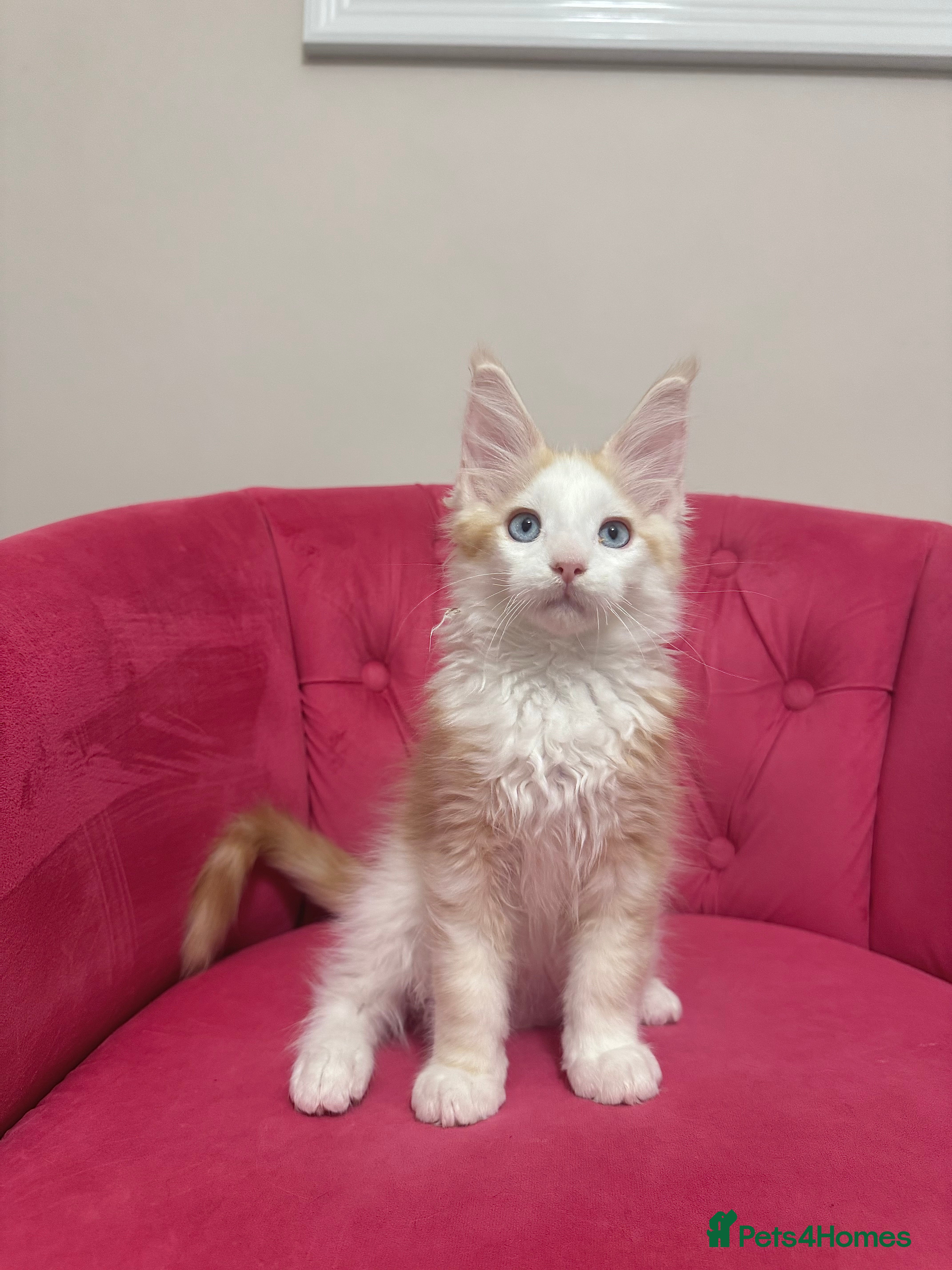 Maine Coon cats Maine Coon Kittens 🏆 20+ gen 🧬 Full Pedigree - Advert 1