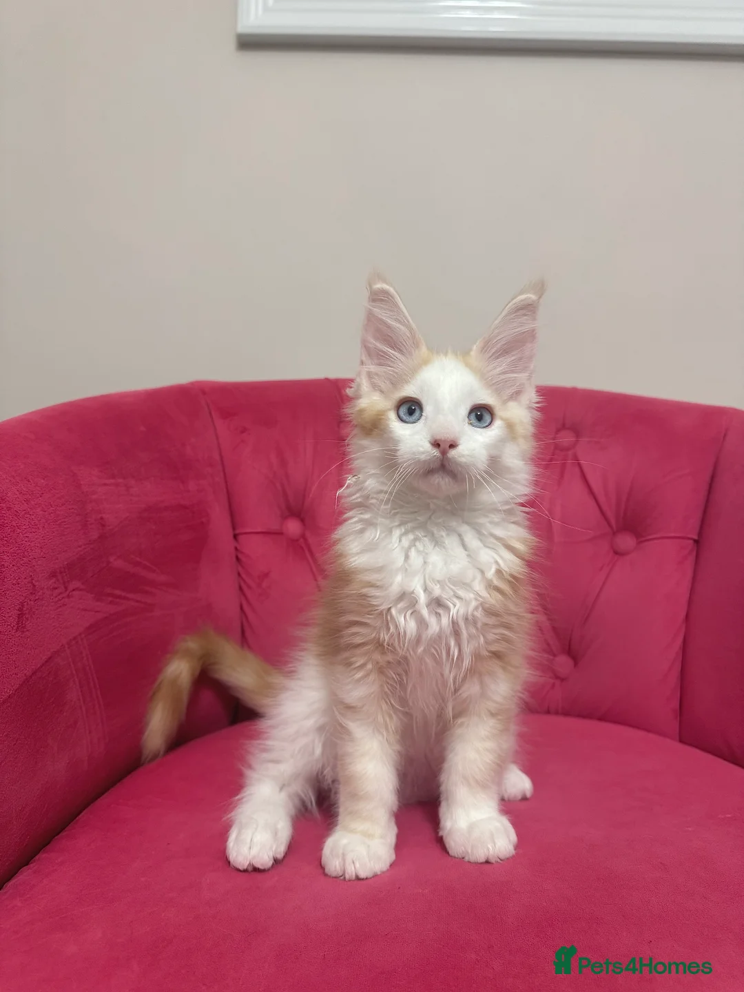 Maine Coon cats for sale: Maine Coon Kittens 🏆 20+ gen 🧬 Full Pedigree - Advert 1