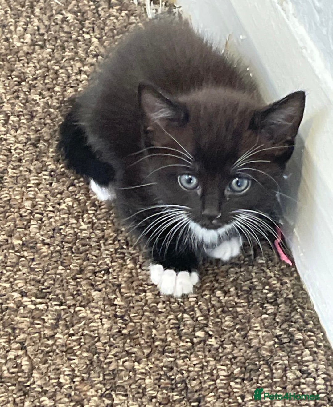 Mixed Breed cats for sale: 6 beautiful kitten for sale - Image 13
