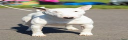 Bull Terrier dogs for stud: 3Miniature bull terriers stud Douglas Nigel Duggie in Bolton - Advert 6
