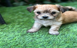 Mixed Breed dogs for sale: Jack Russell x chi puppies for sale  - Image 6