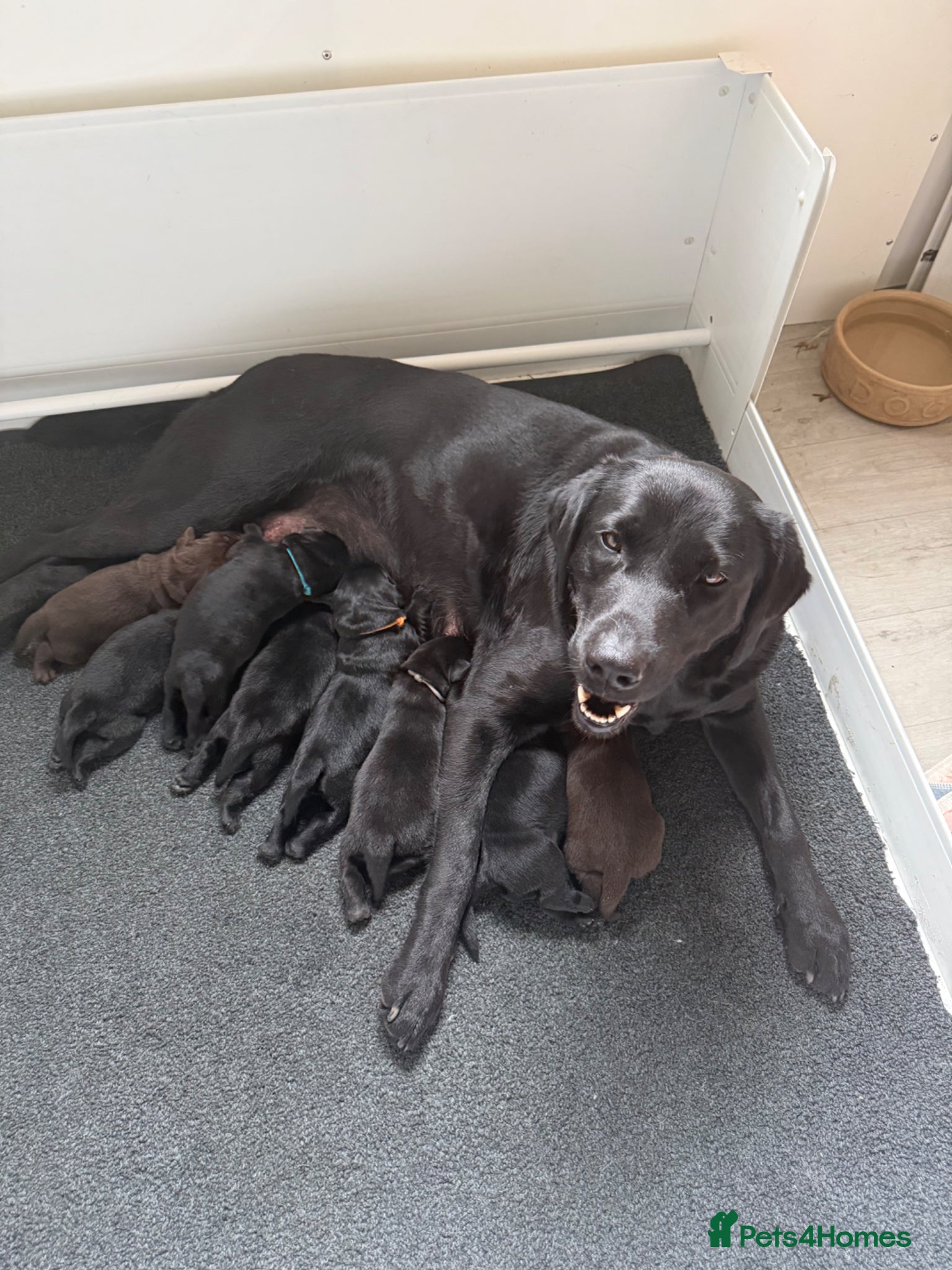 Labrador Retriever dogs Stunning Labrador puppies  - Advert 1