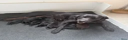 Labrador Retriever dogs for sale: Stunning Labrador puppies  - Advert 1
